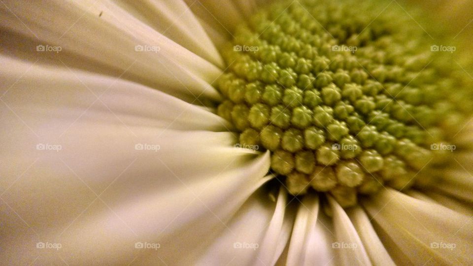 Close-up of daisy flower