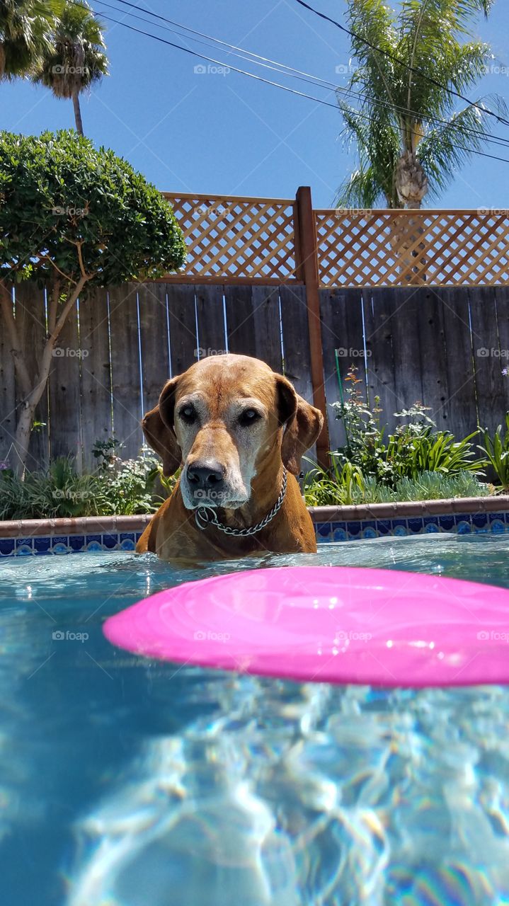 frisbee and pool fetch