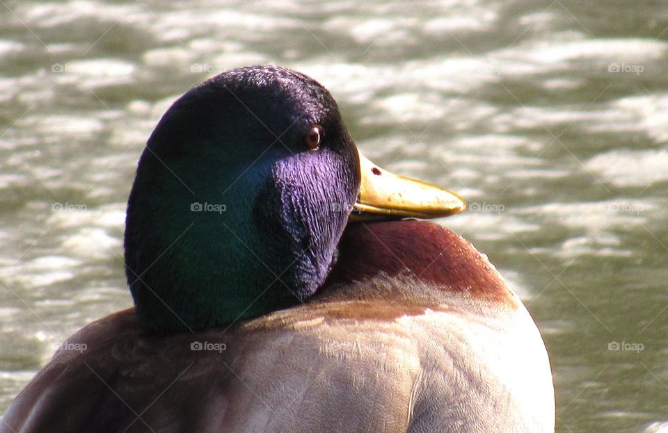 duck