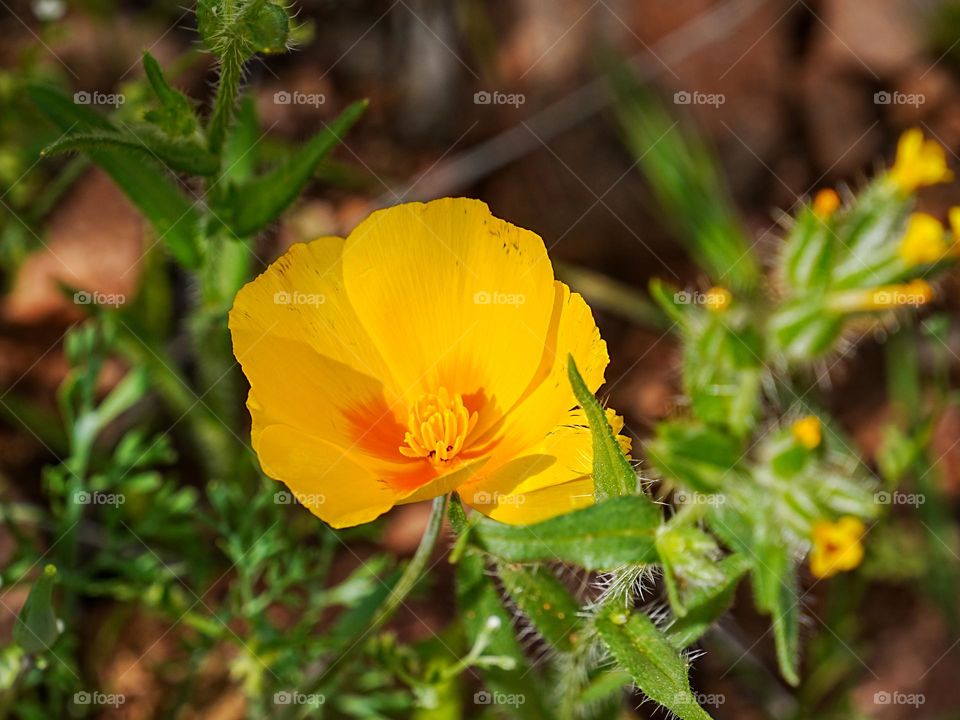 A beautiful yellow wildflower pops up in the Arizona desert following Spring rain