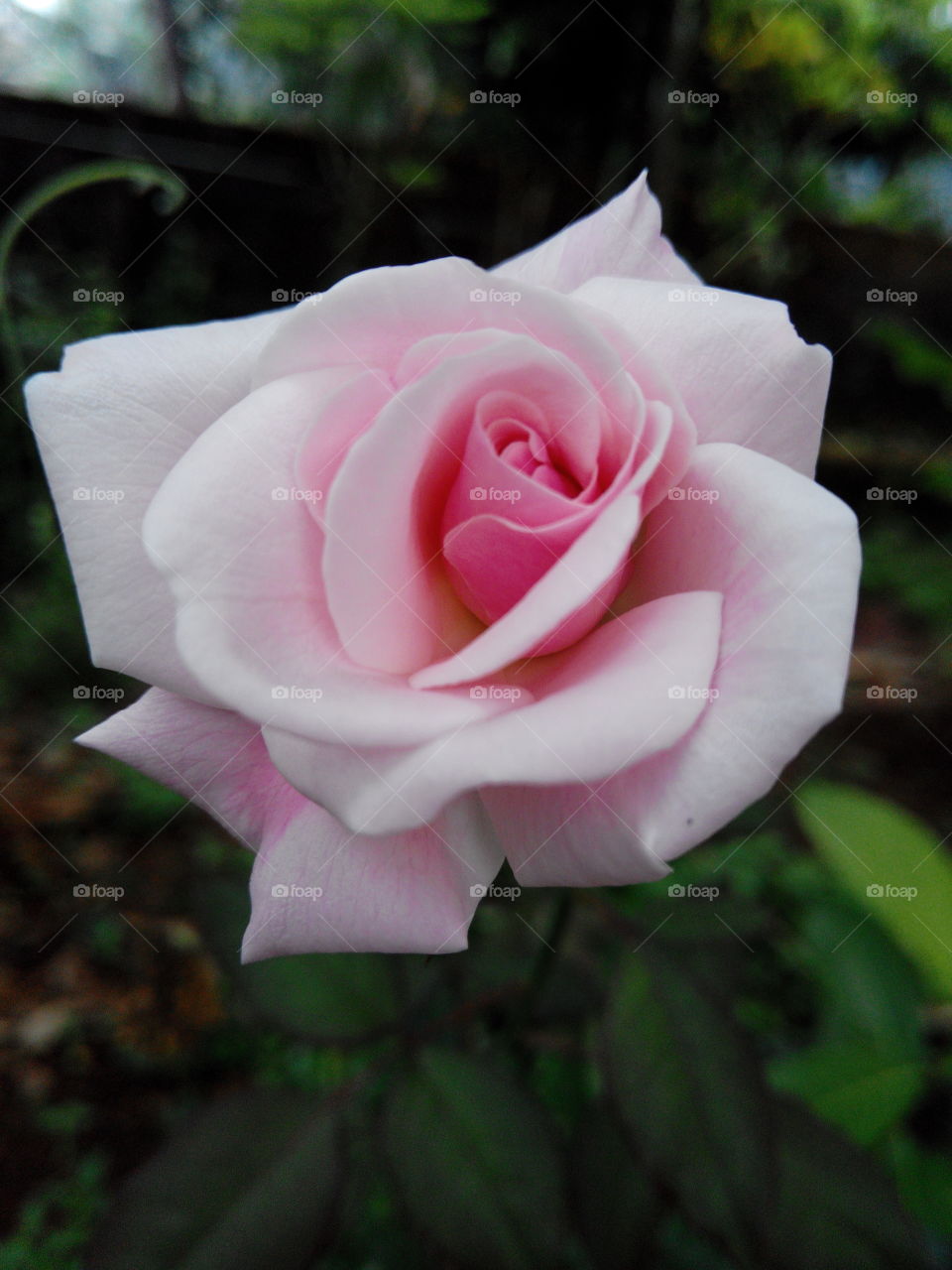 A  rosy rose