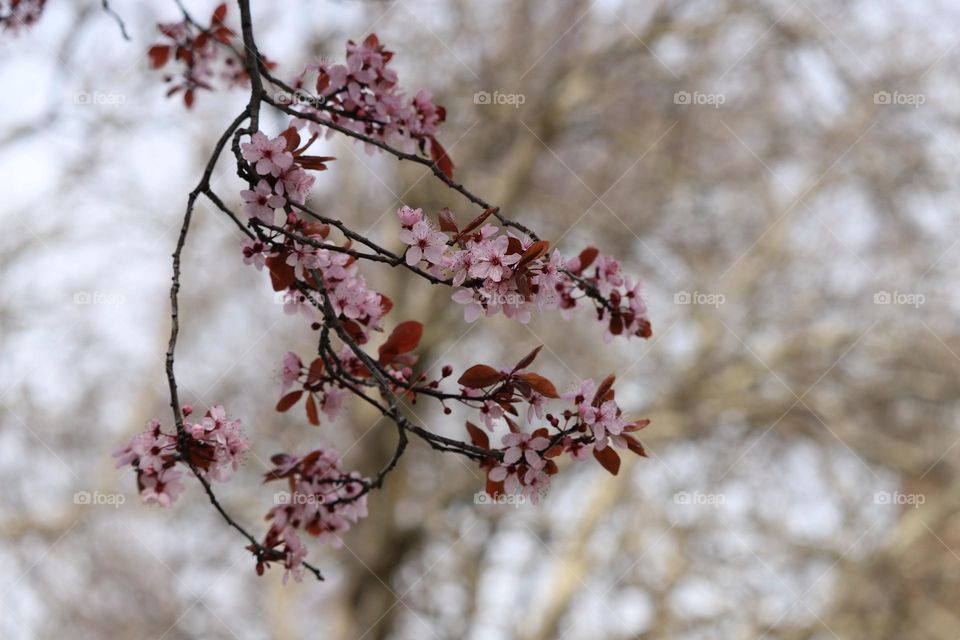 Spring blossoms 