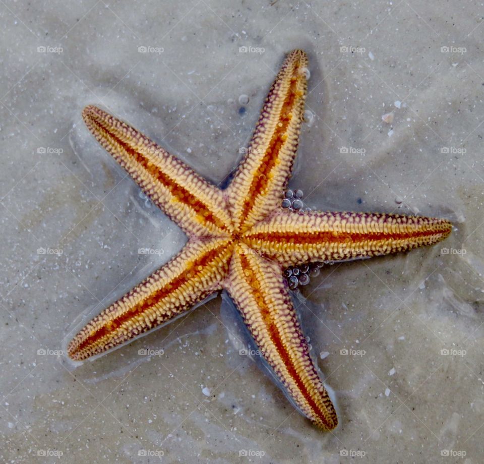 Twinkle Twinkle Little Star. Starfish at Fort Myers Beach, FL