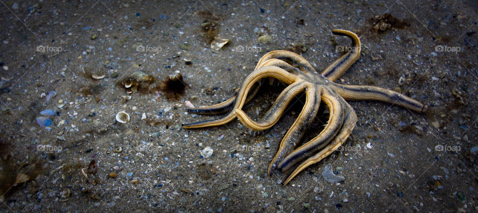STARFISH CRAWL