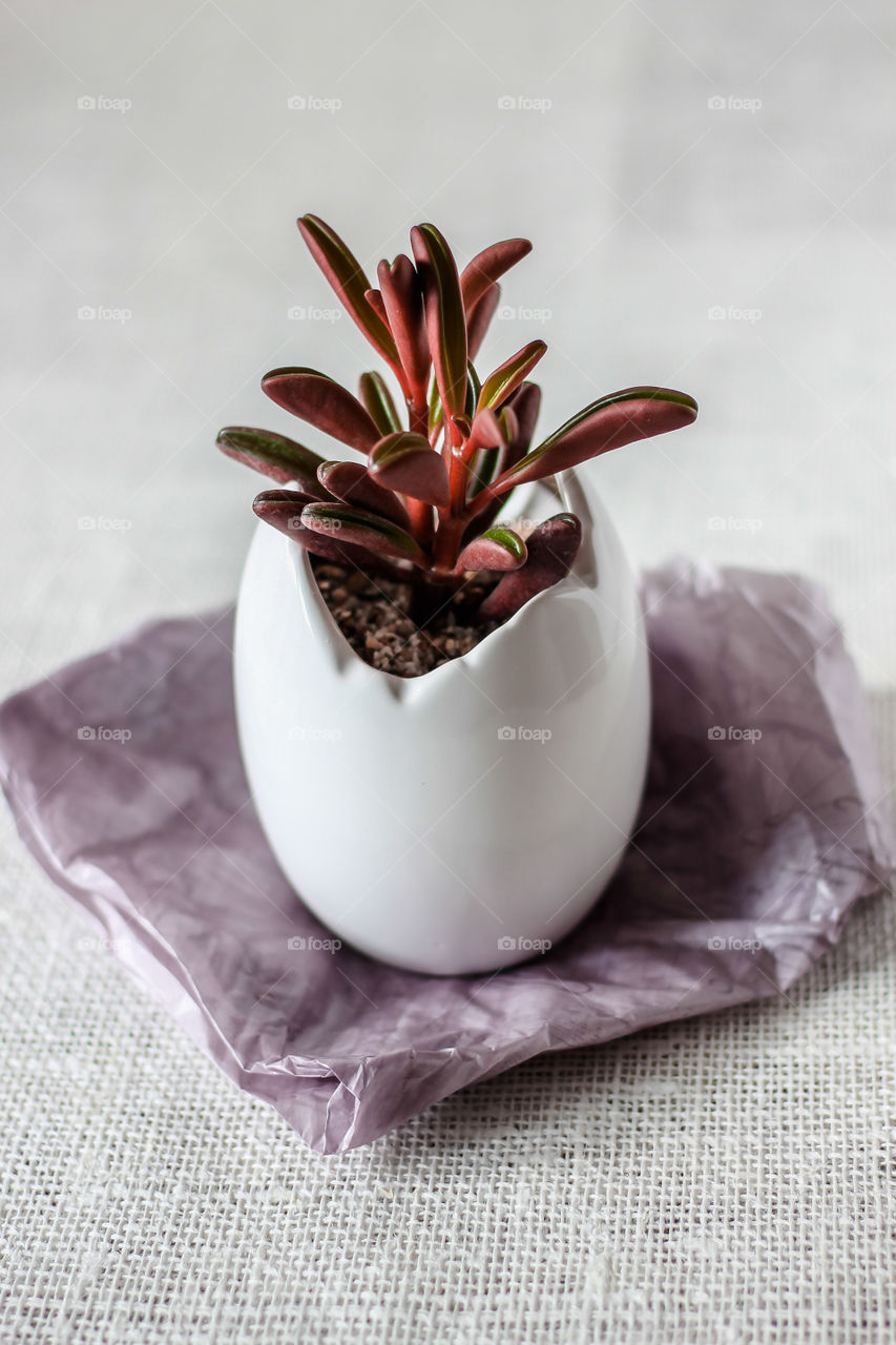 Home flower in a pot