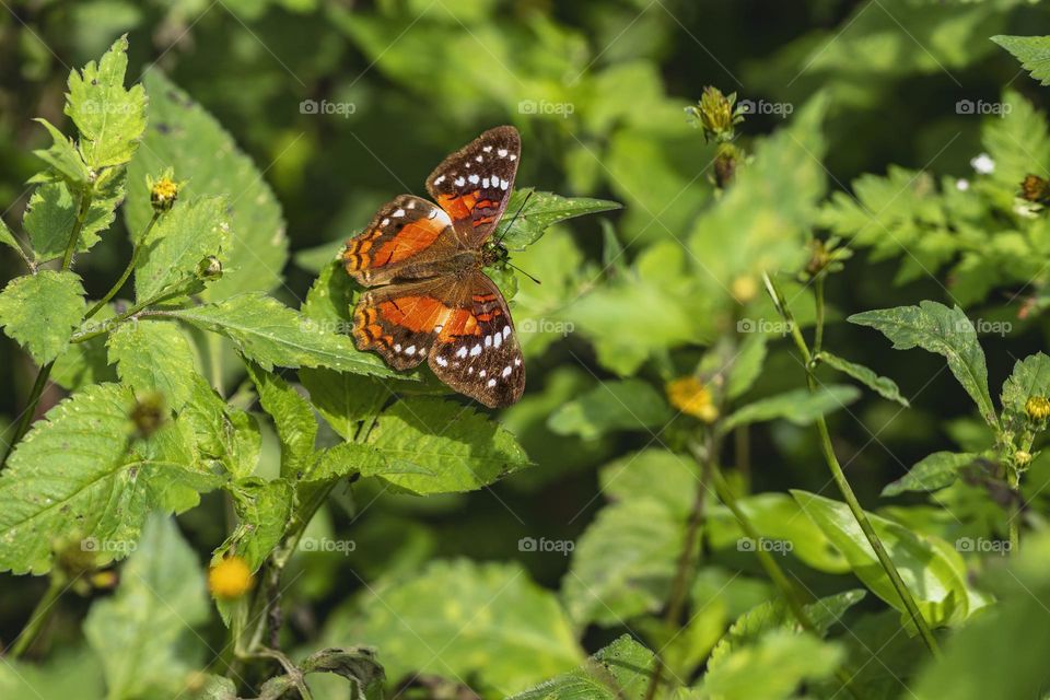 Butterfly on aflower in the garden . Macro photography