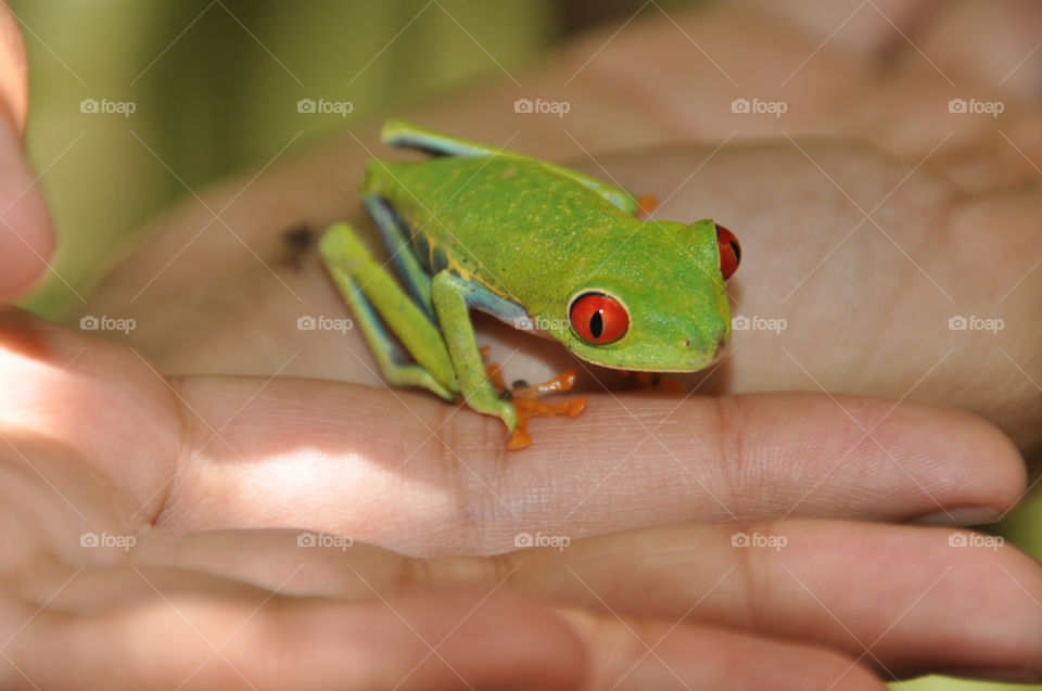green hand arrow frog by ozba