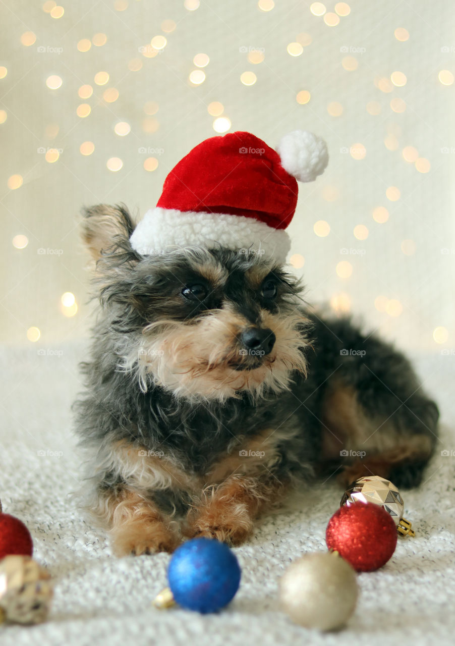 Yorkie Dog in Christmas