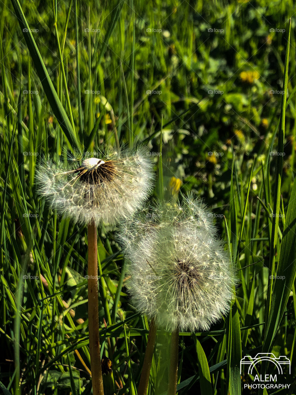 interesting dandelion