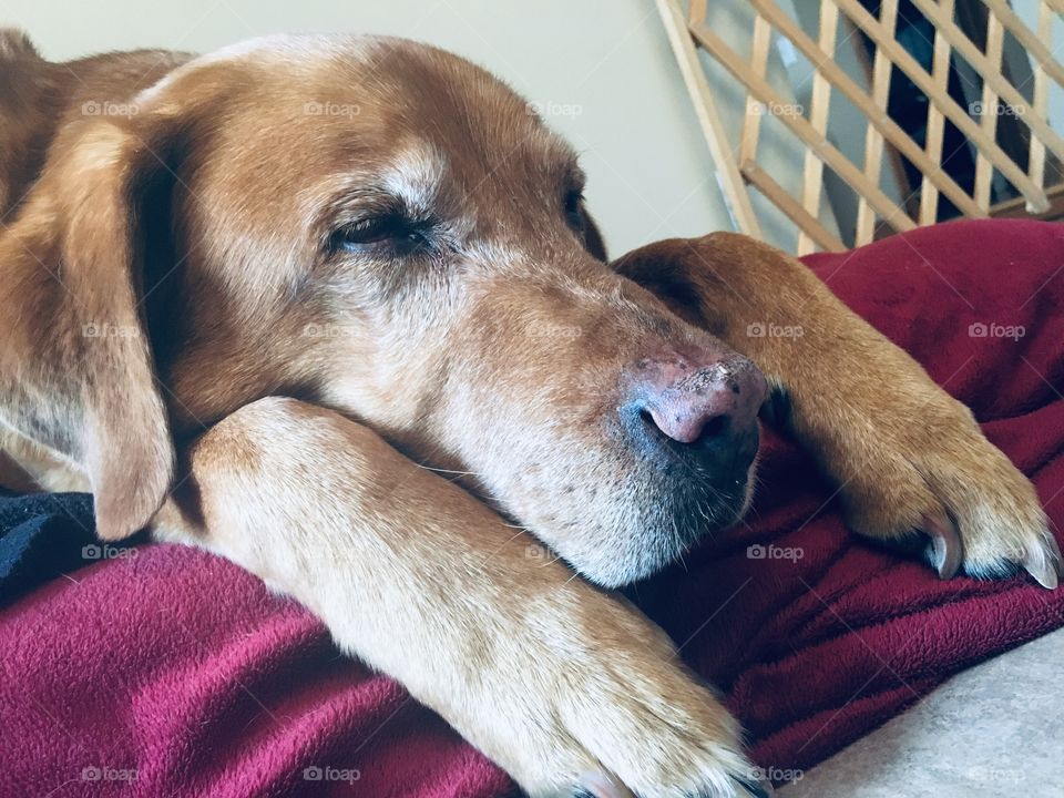 Old Lab fast asleep in his bed