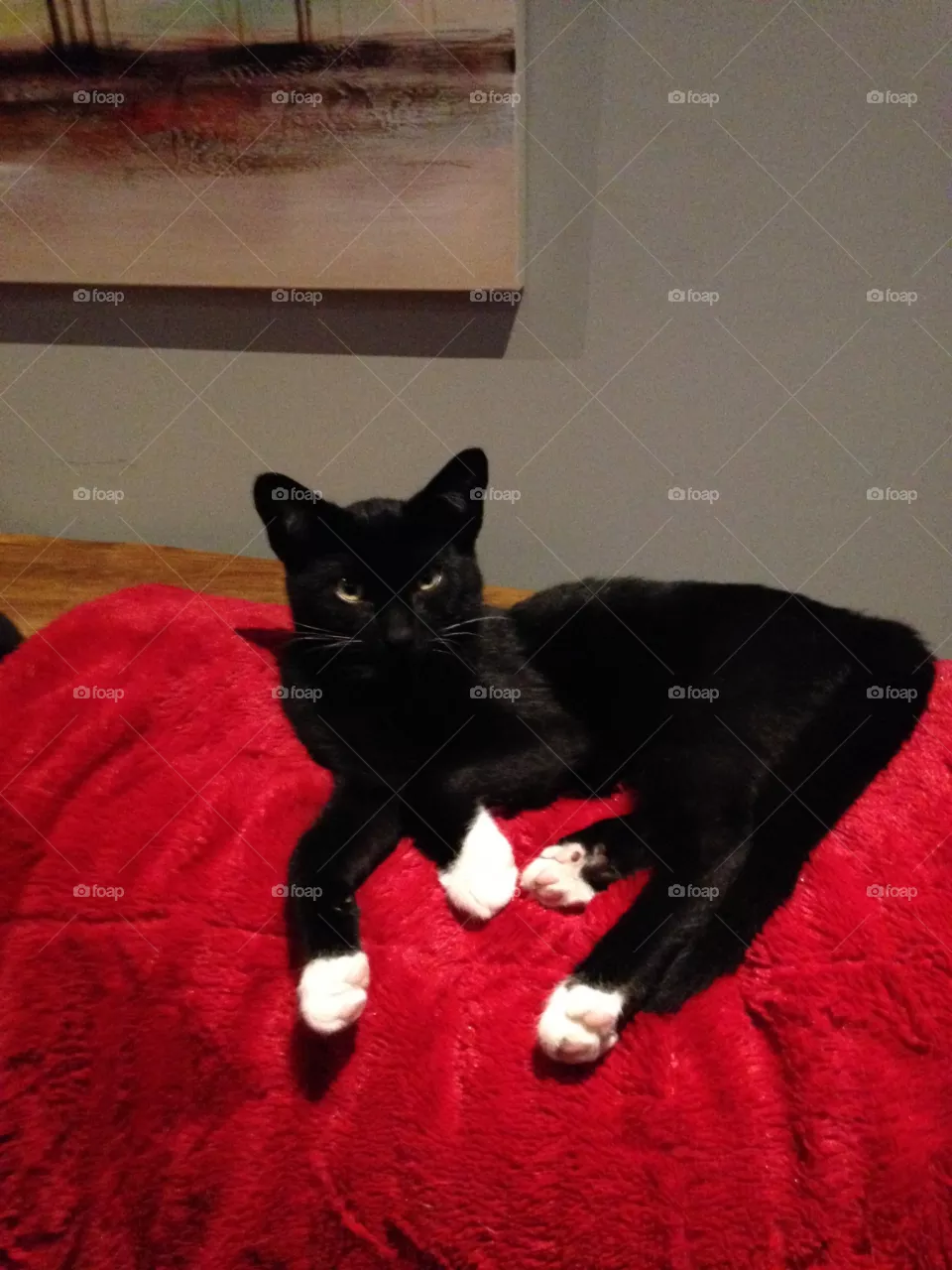 King of the House
