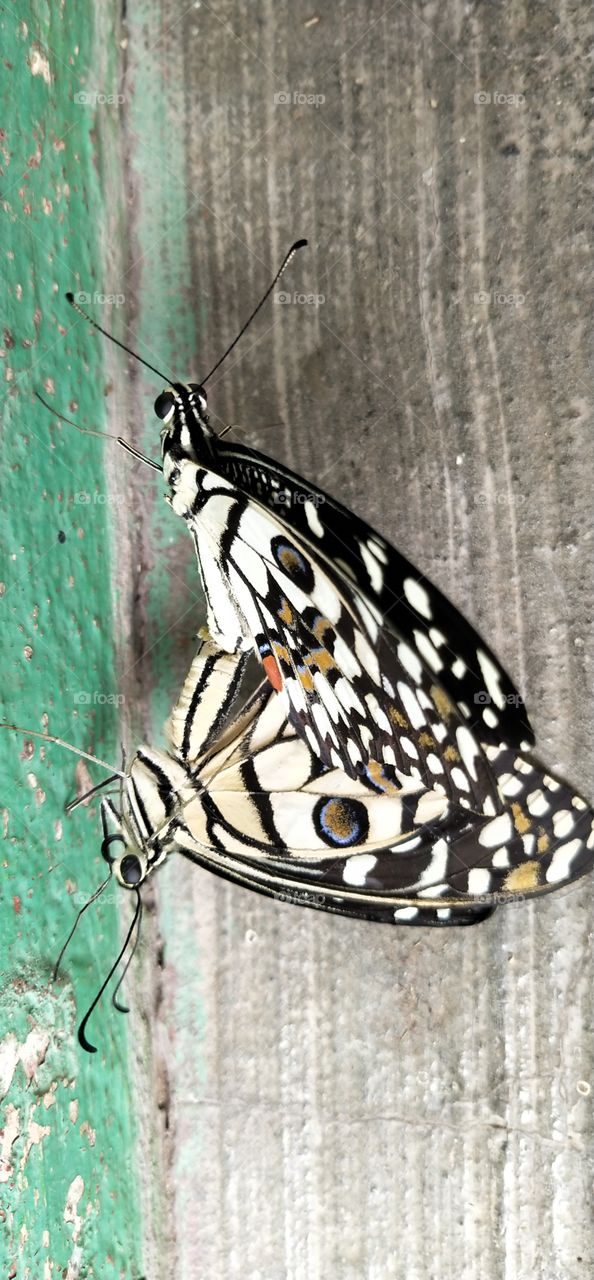 both butterfly's r lovely adding