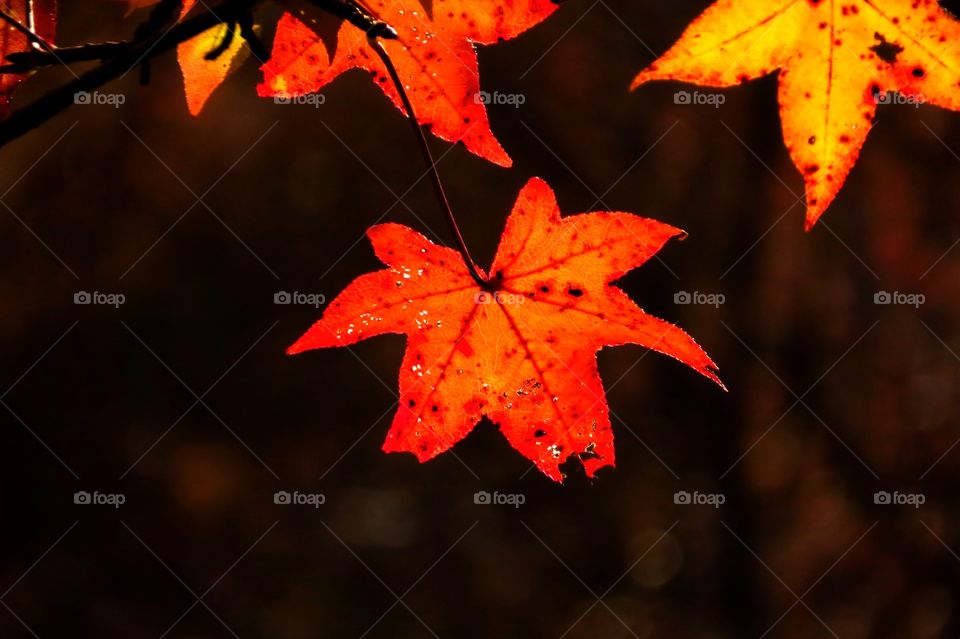 Red maple leaf still hanging on to the tree