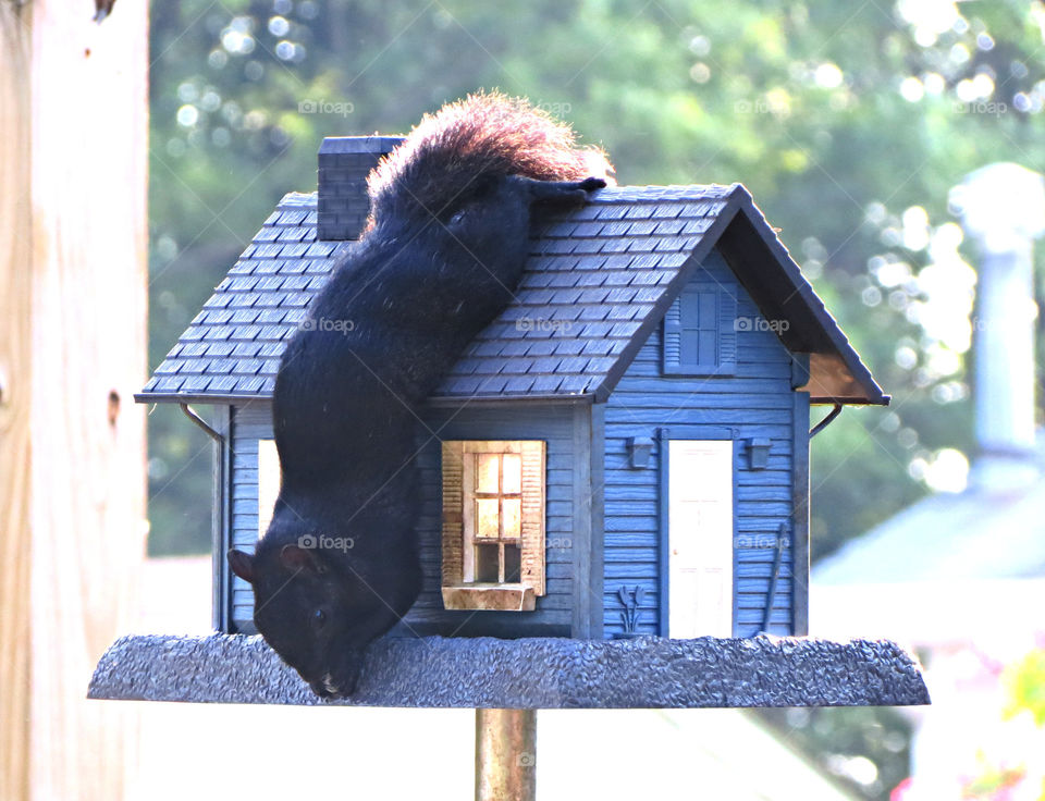 Squirrel hanging on a birdhouse