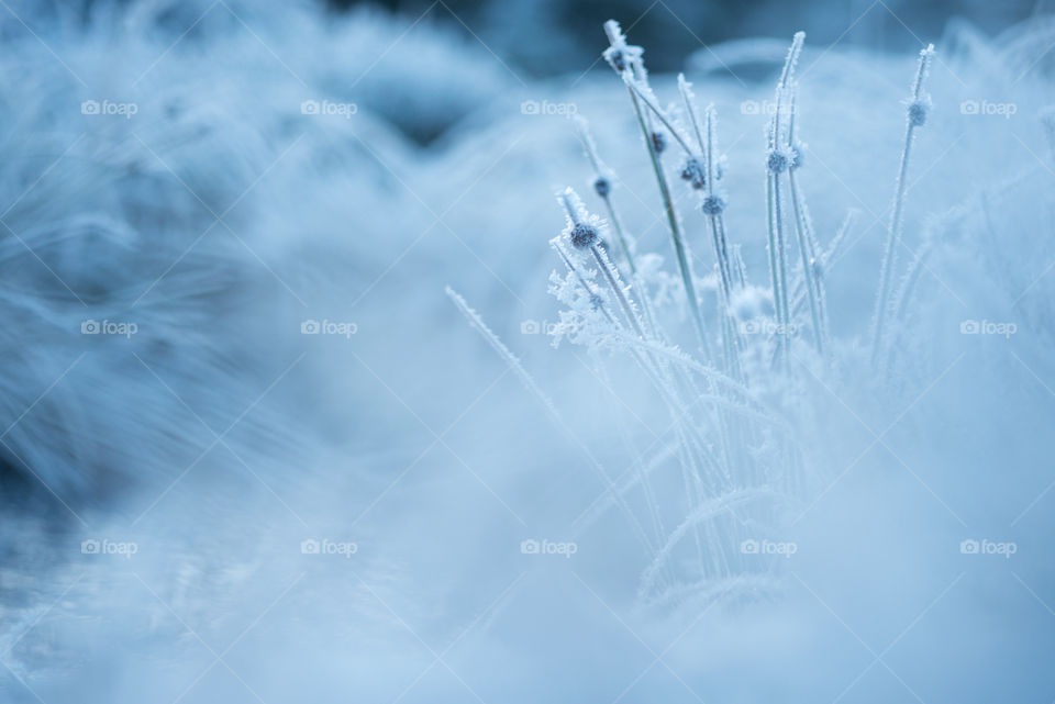 Frozen ground in the forest