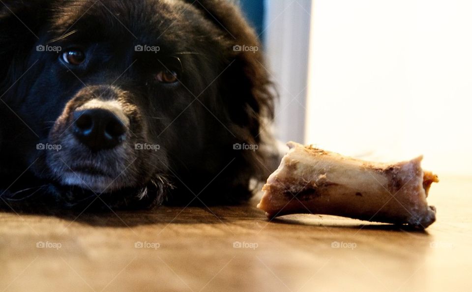 Dog and Bone