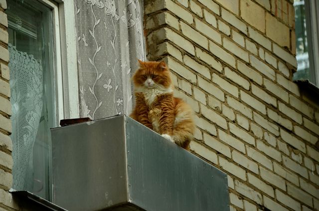cat