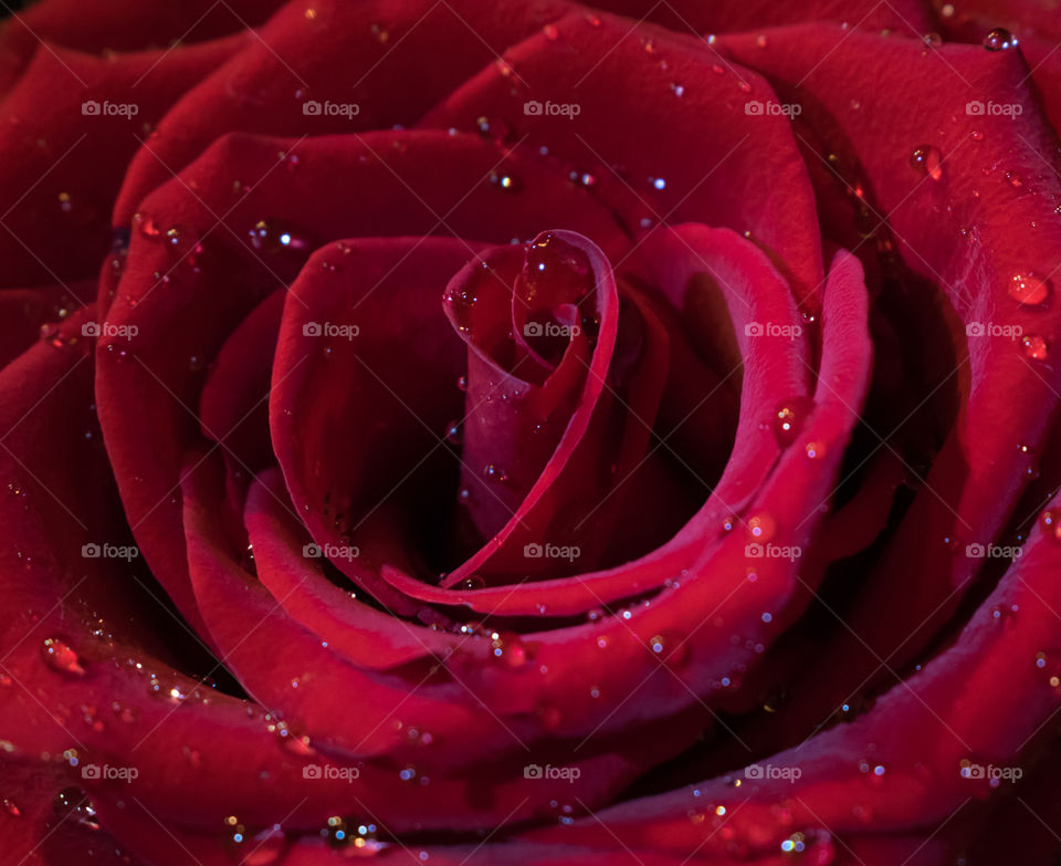 Red rose