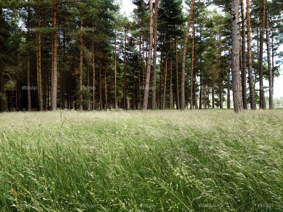 Swedish forest - Gotland