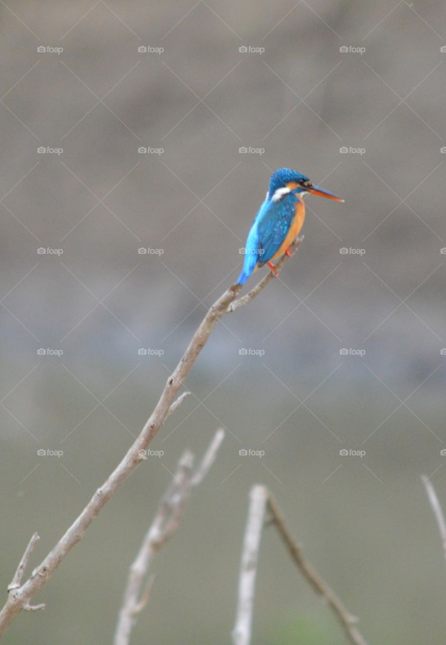 king Fisher-
