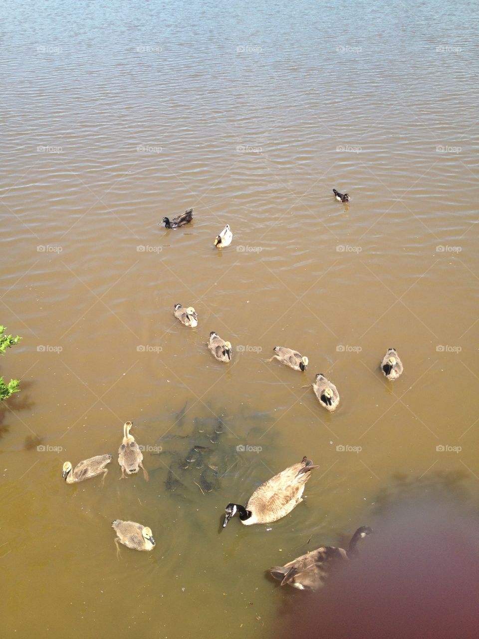 Geese and catfish . Geese, goslings, and catfish in a lake