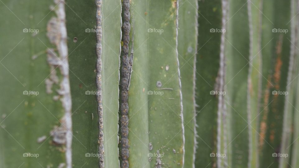 Green mexican cactus detail