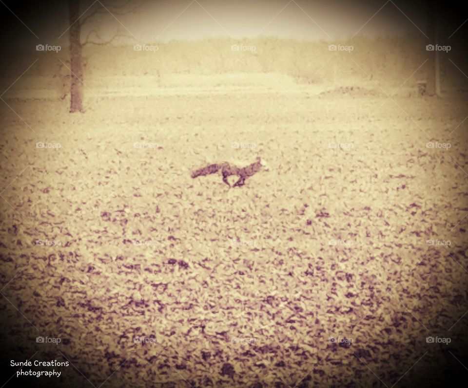 fox running through the fields