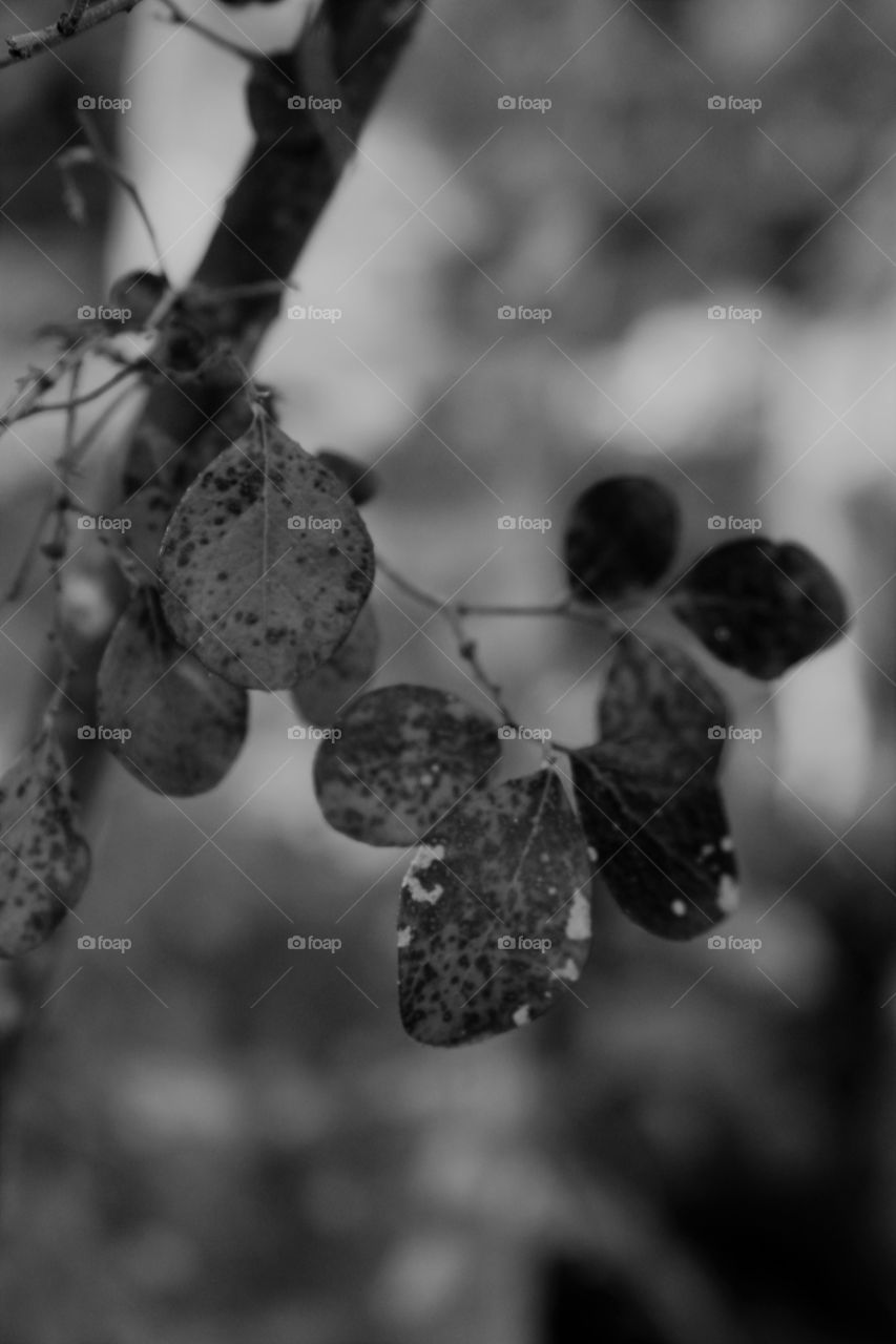 winter leaves in black and white