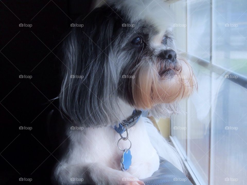 Waiting for his best friend