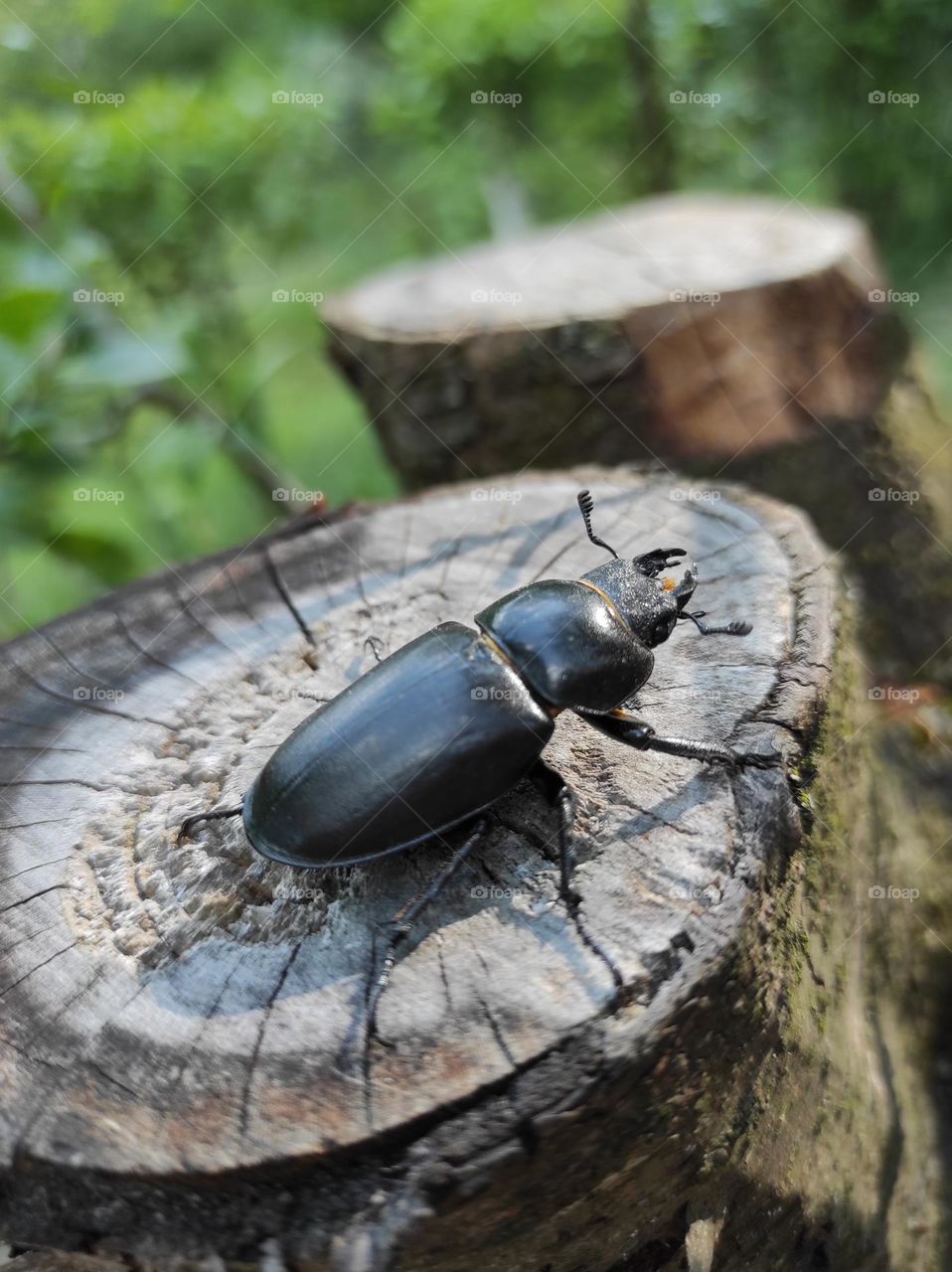 Black beetle posing