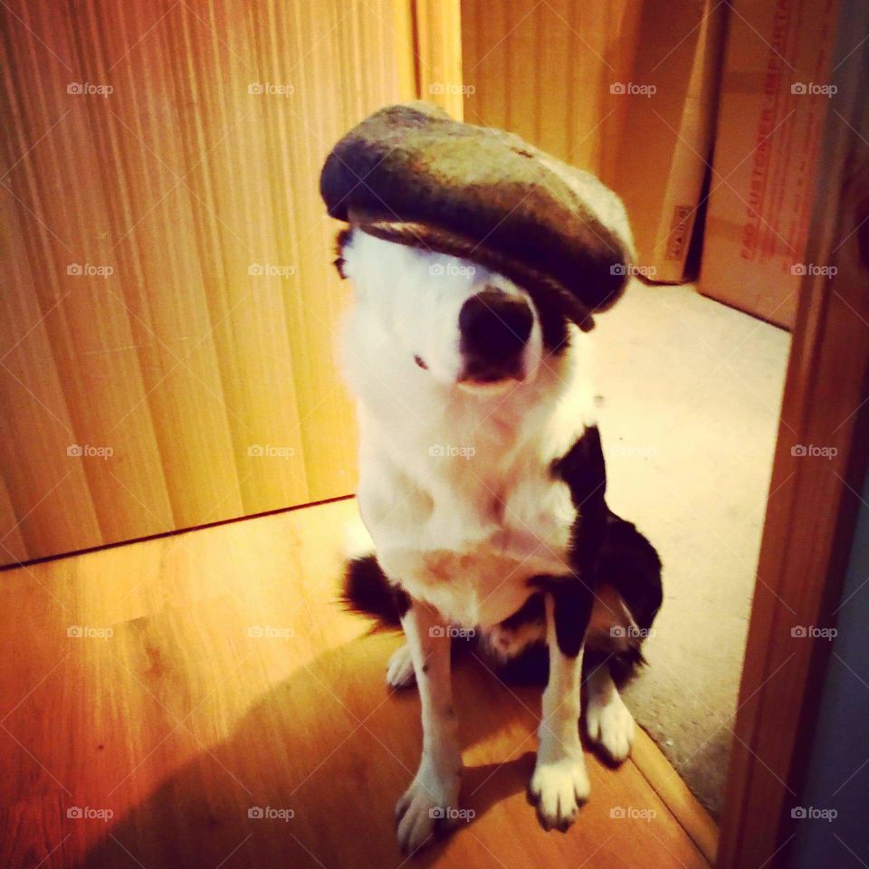 Hat wearing dog.