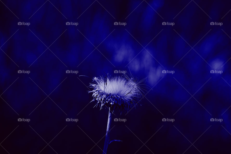 Beautiful dandelion on the blue background 