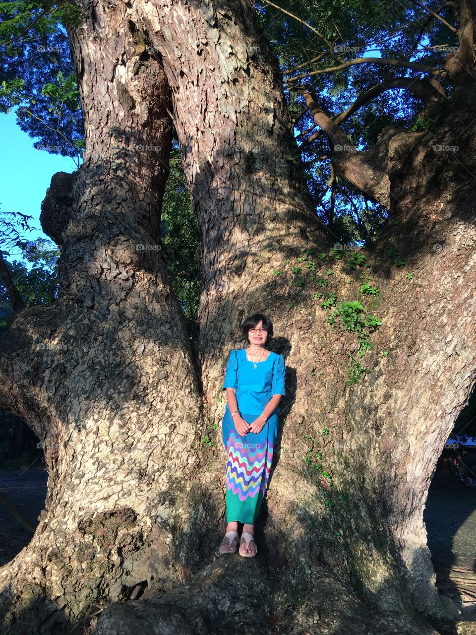 How big the tree is, compare with the person 