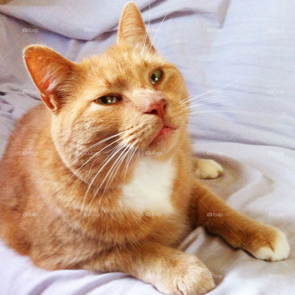 orange cat pet feline by serenitykennedy