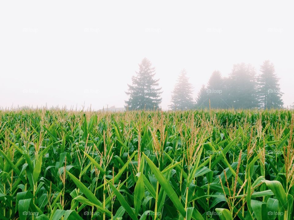 Cornfield
