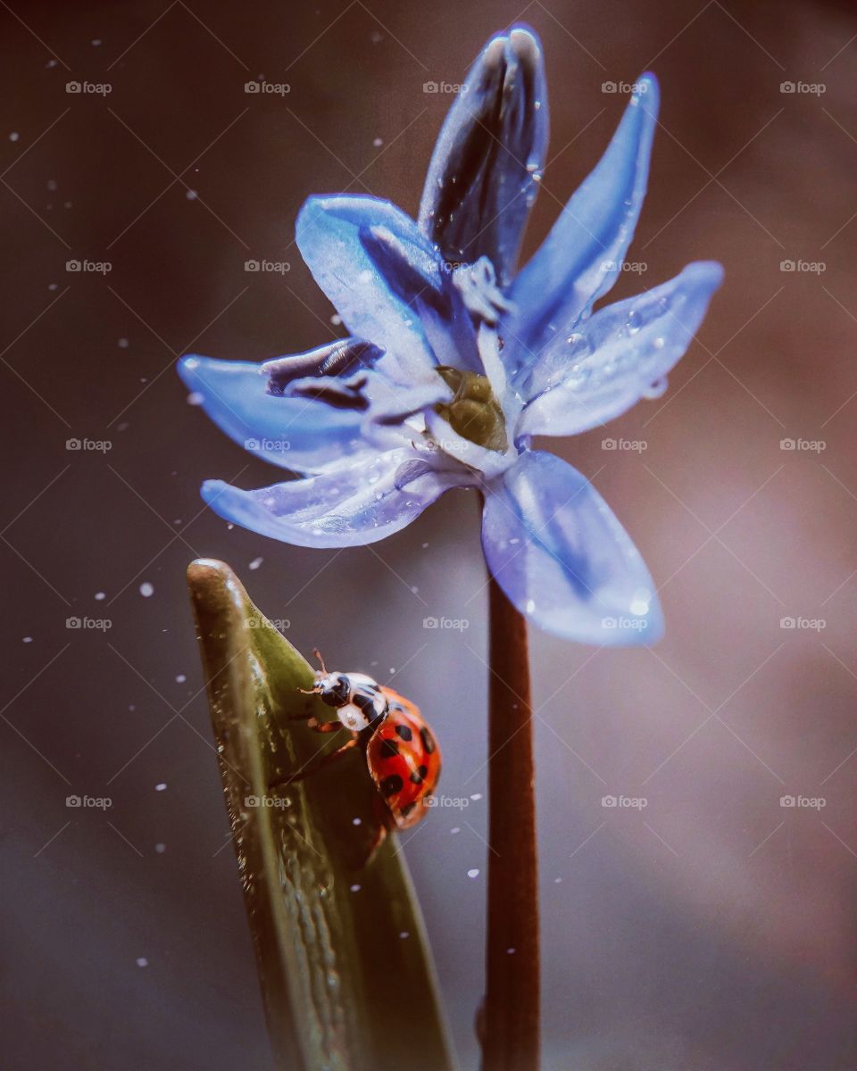 ladybug on spring flower