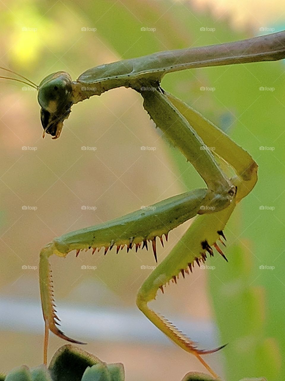 mantis feet