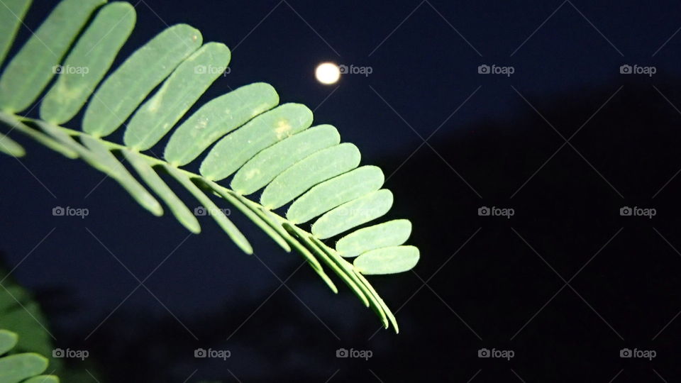 A morning glory full moon...