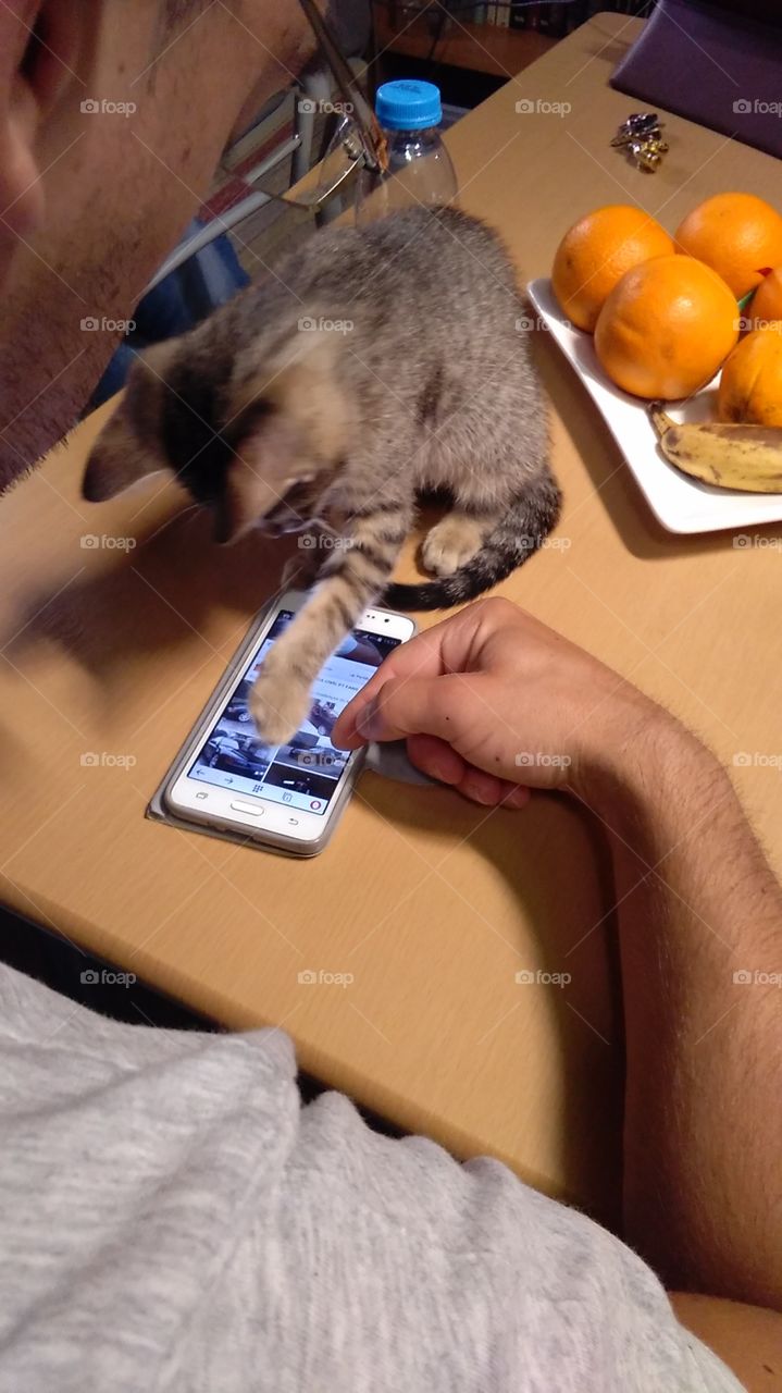 Cat tecnologia