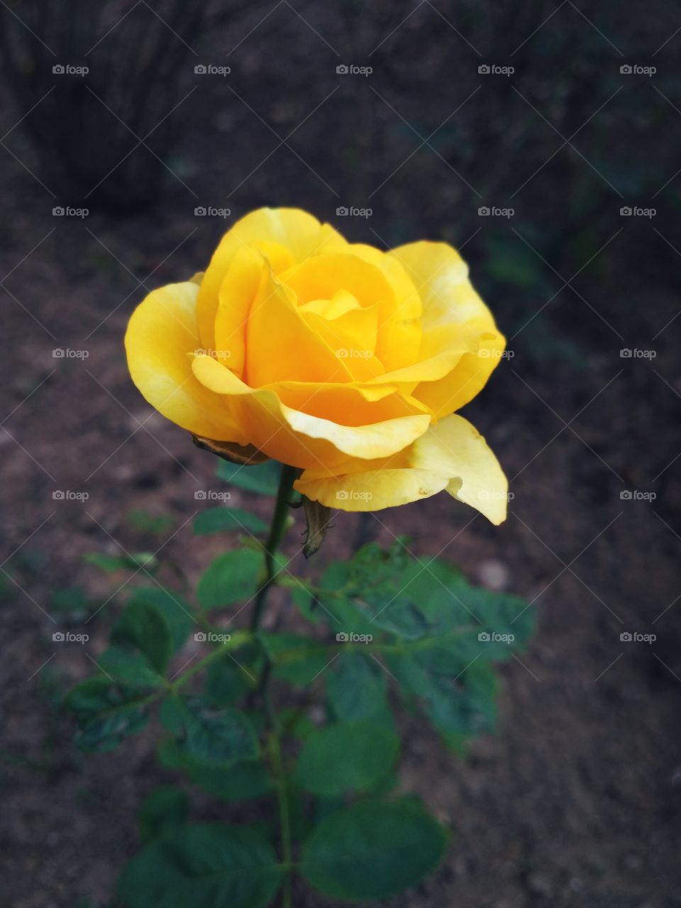Beauty of Rose