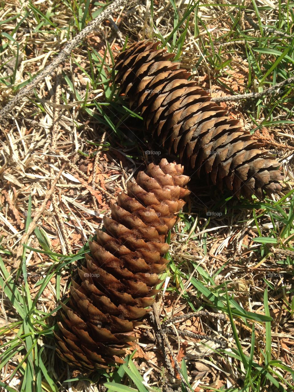 Pine cones under the su 