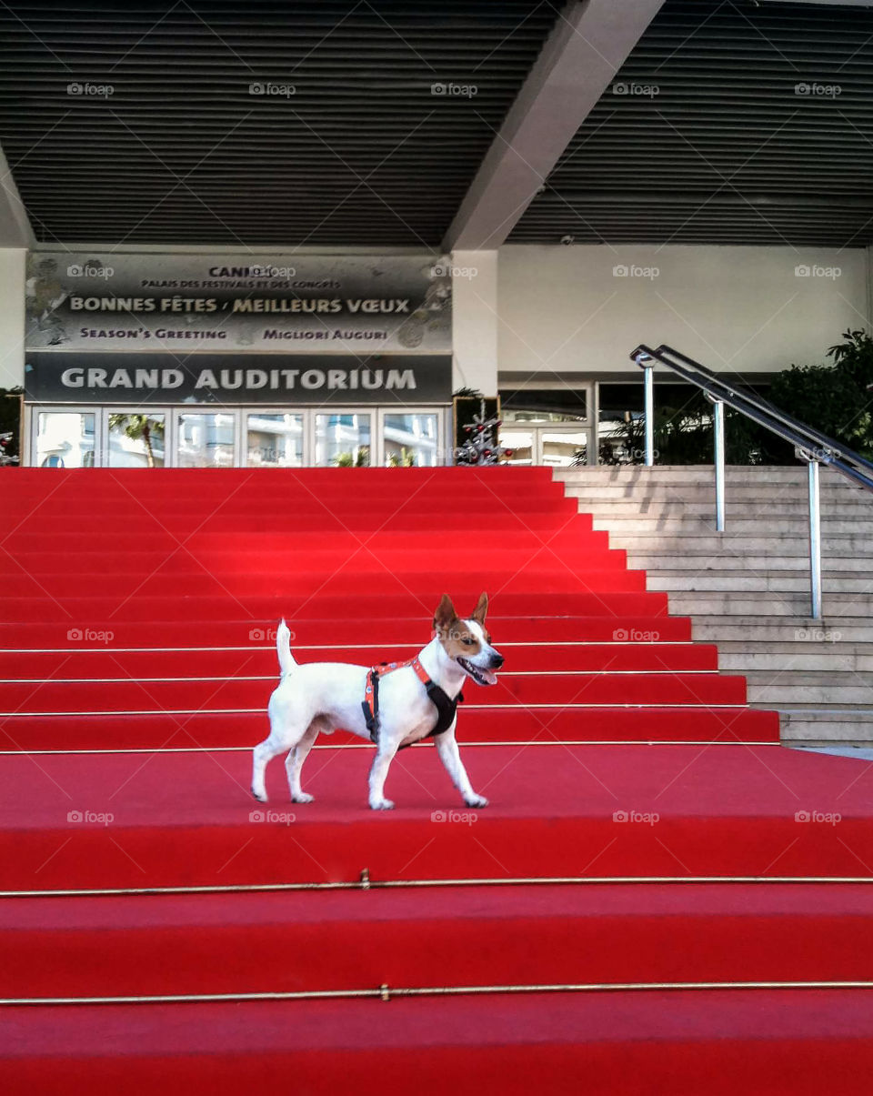 Jack the Movie Star, Cannes Film Festival, France