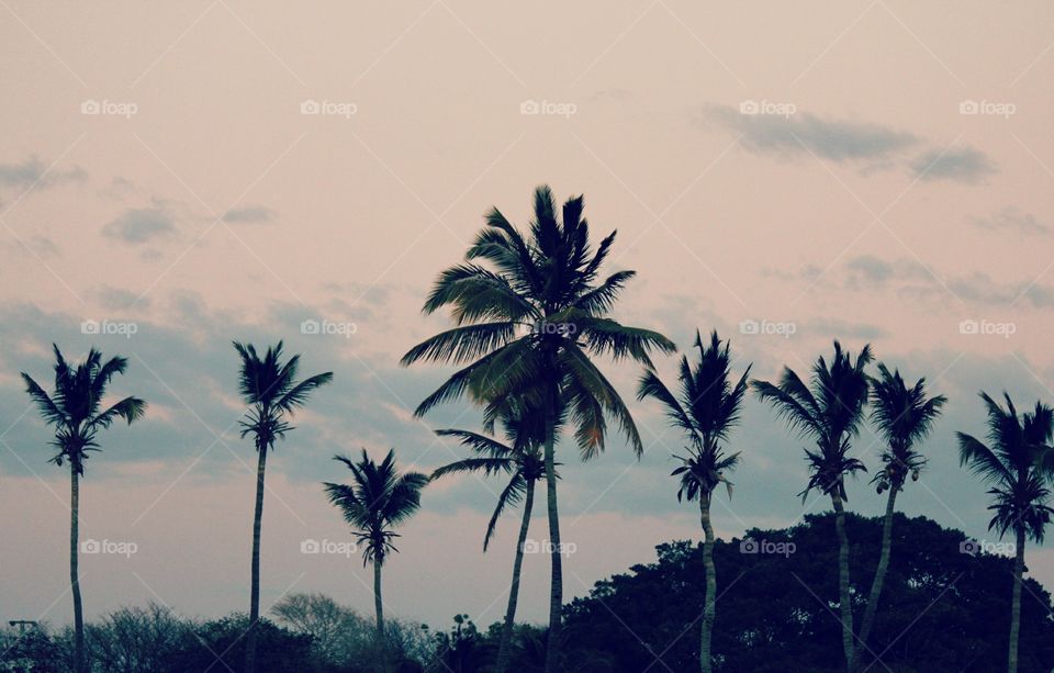 Palms in Pochomill . Pink skies in Pochomill make for a great last day in Nica 