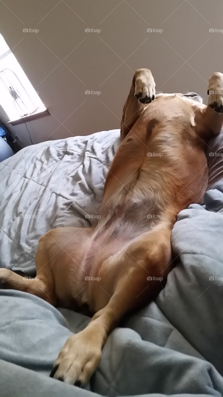 Dog napping on the bed