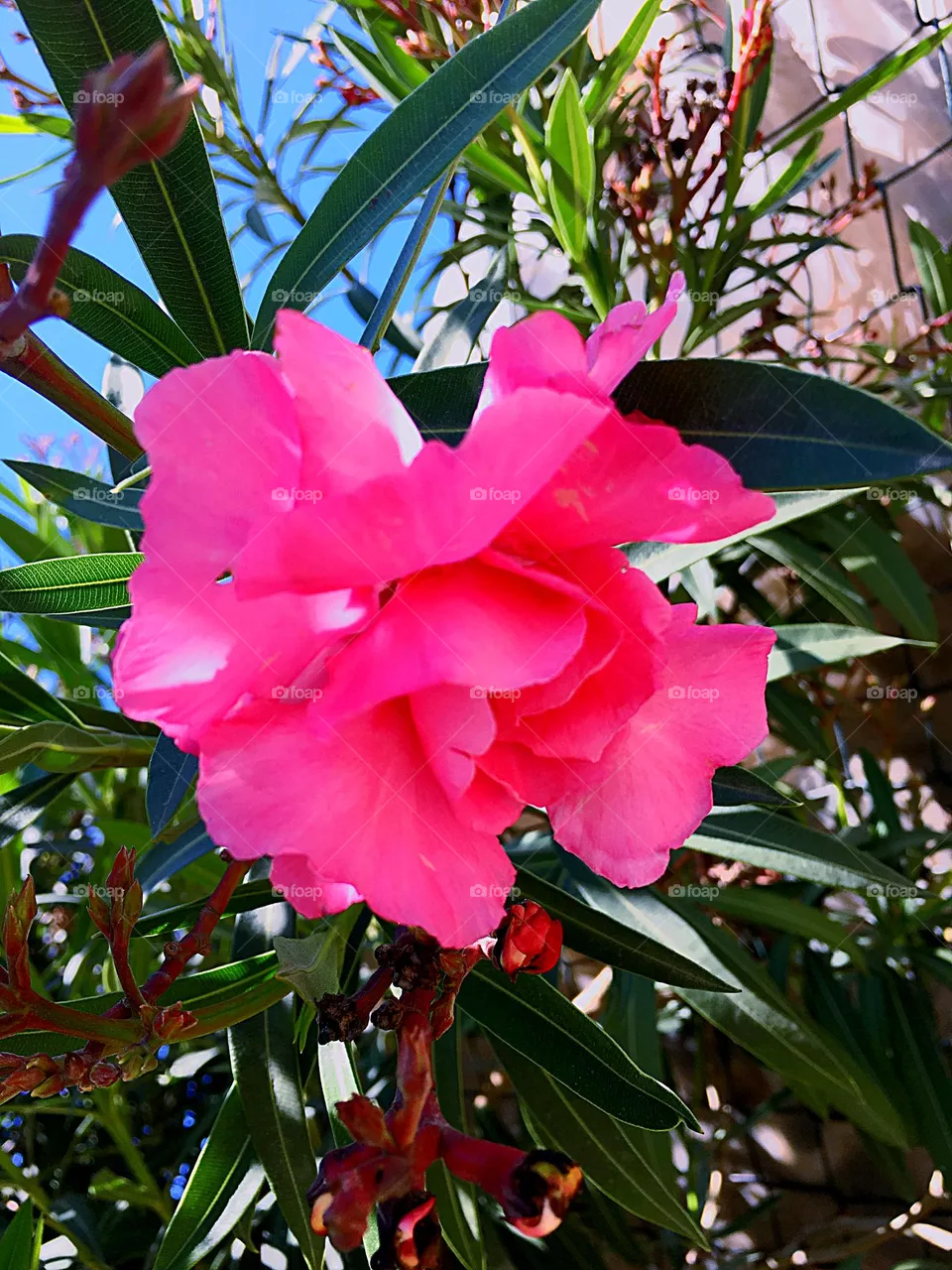 Blossom