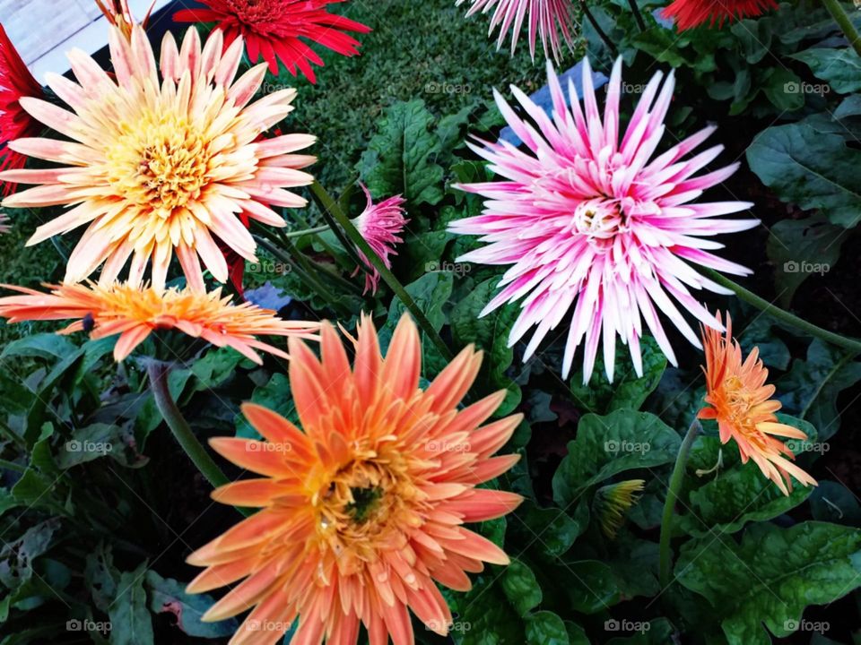 Explosao de cores no jardim das Gerberas.