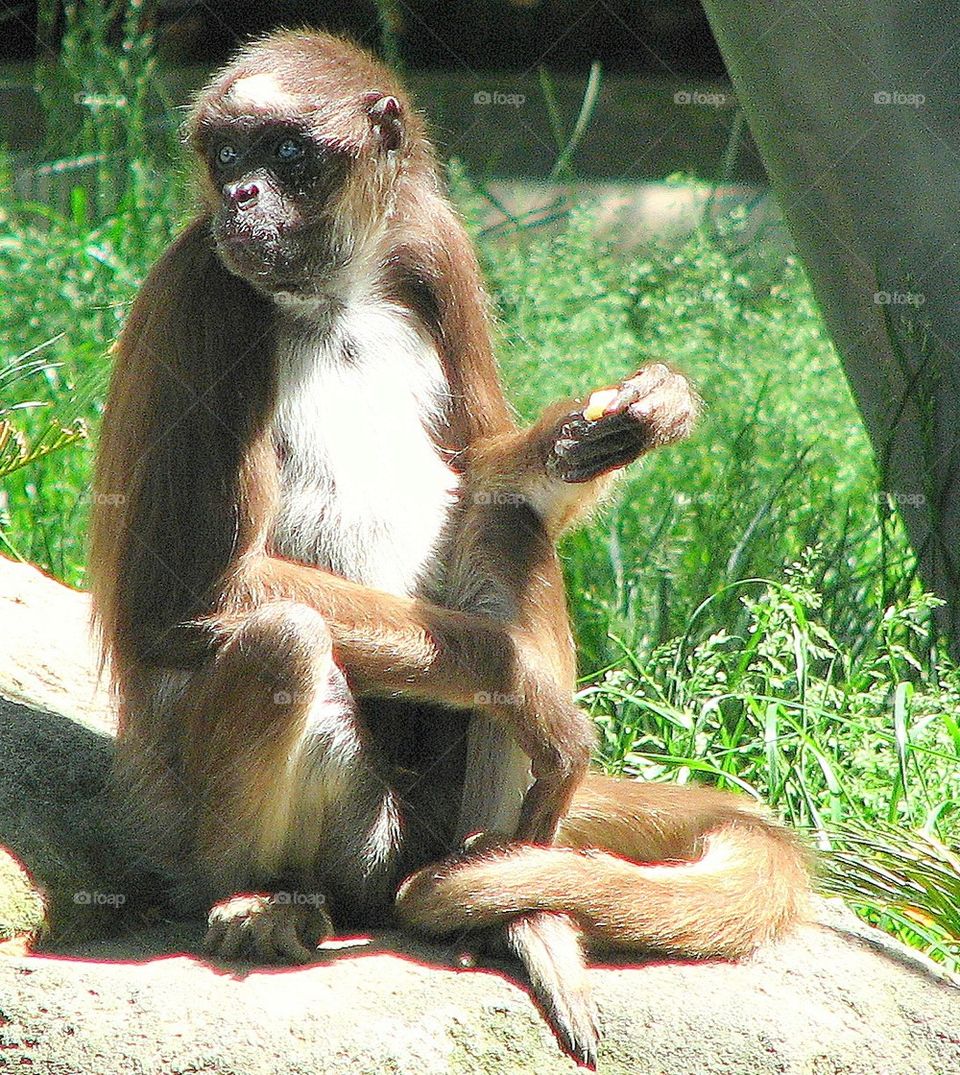 Monkey in Barcelona Zoo