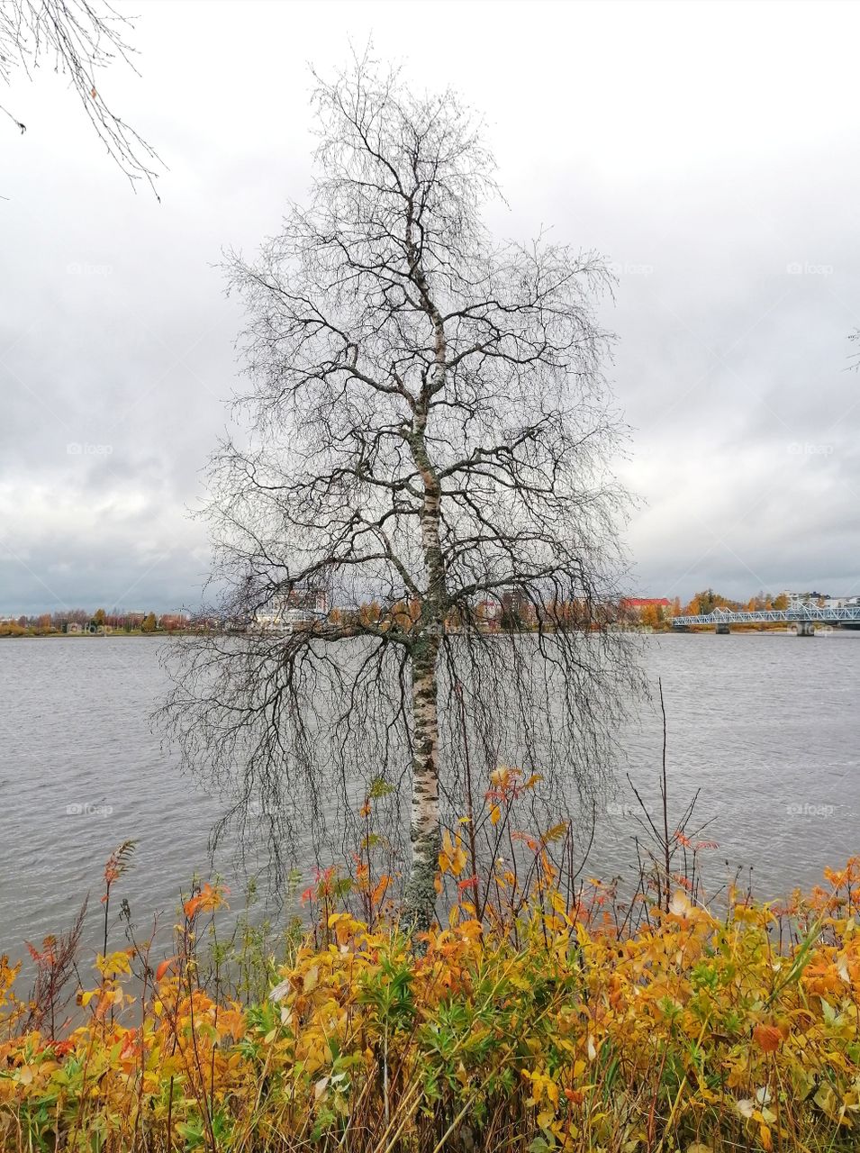 Autumn landscape from Tornio, Finnish Lapland. The leaves have already left the birch.