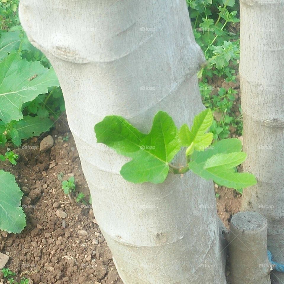 Beautiful green  leaves of a plant.