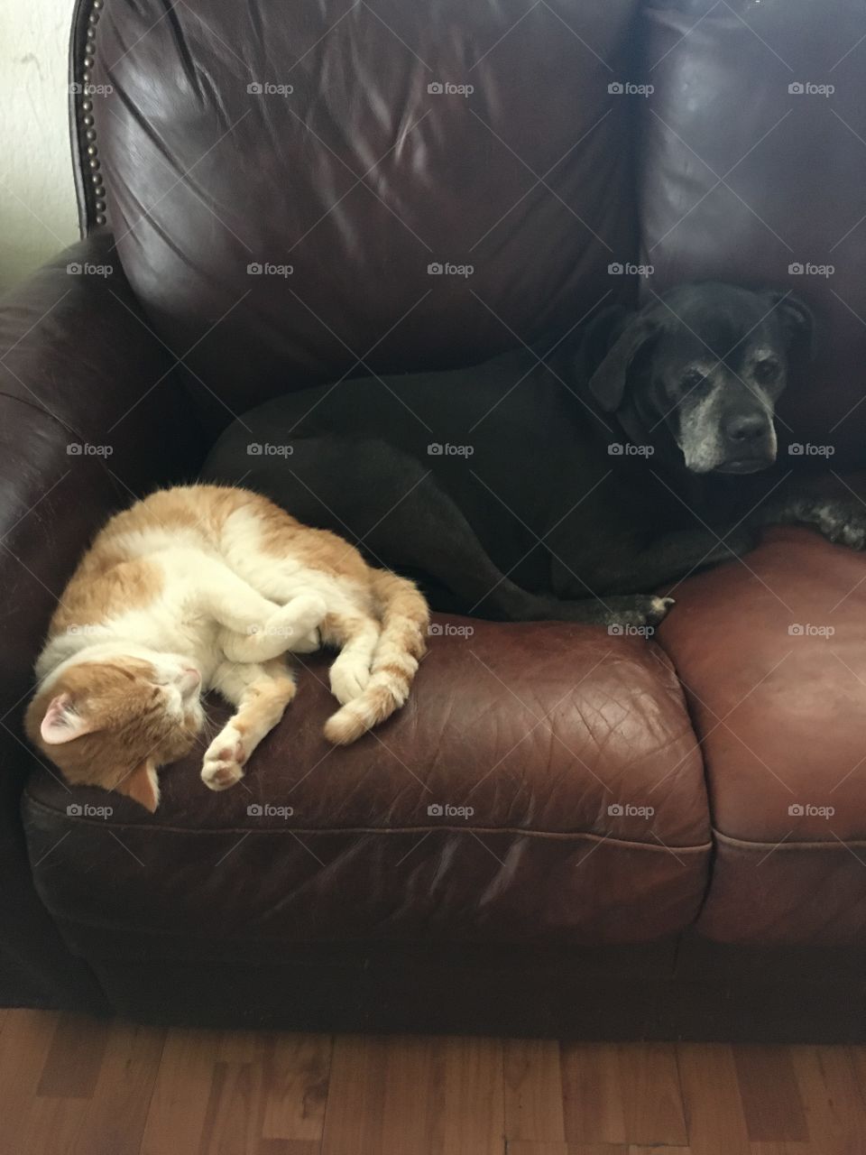 Kwanita my boxer/lab and Tom the cat lounging on the couch. A lazy day for both 